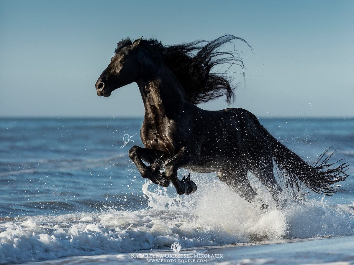 фотографии коней и лошадей