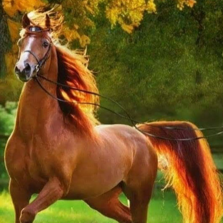 картинки красный лошади