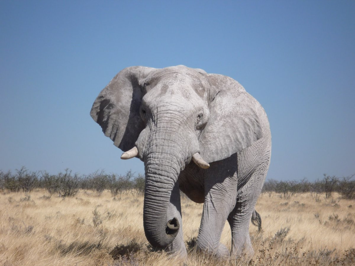 Саванновый Африканский слон