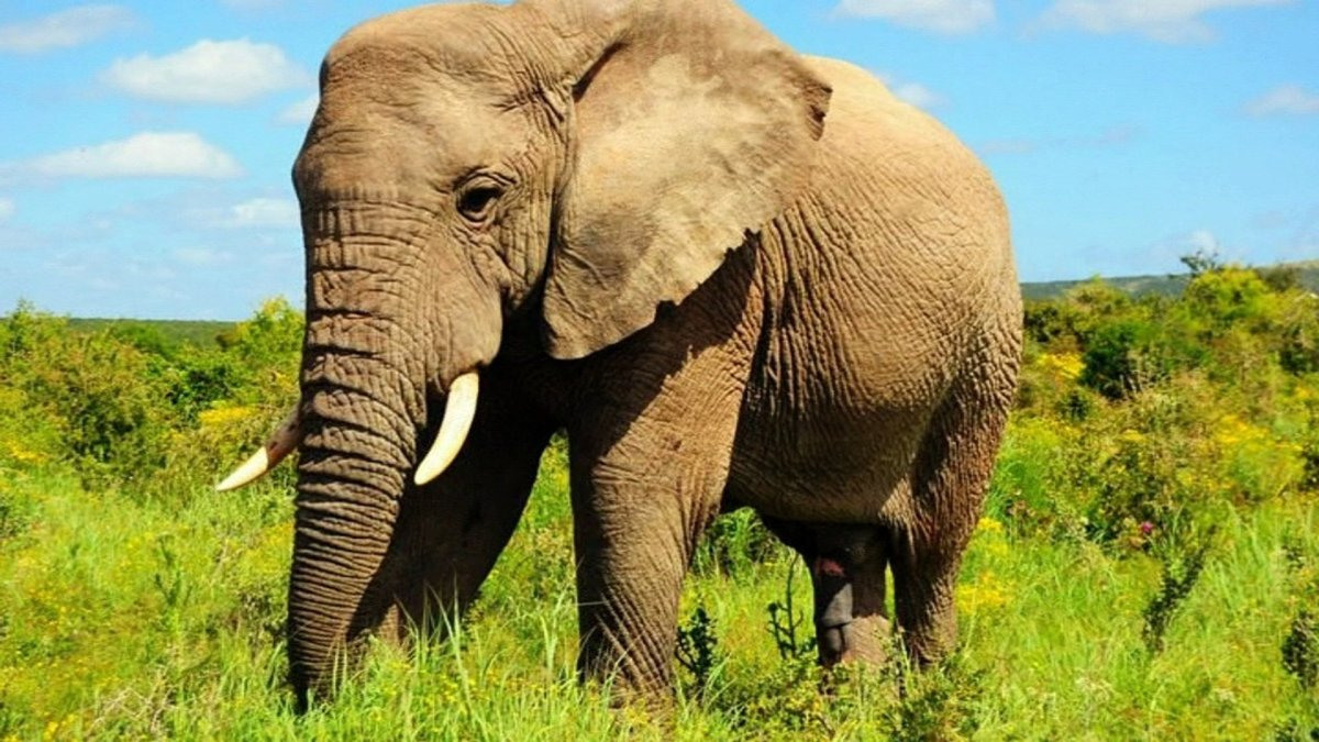 Африканский слон картинки
