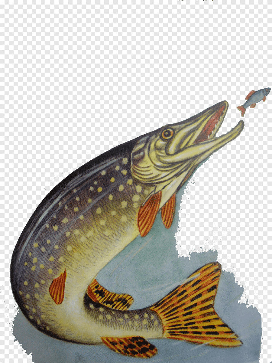 щука фото рыбы для детей