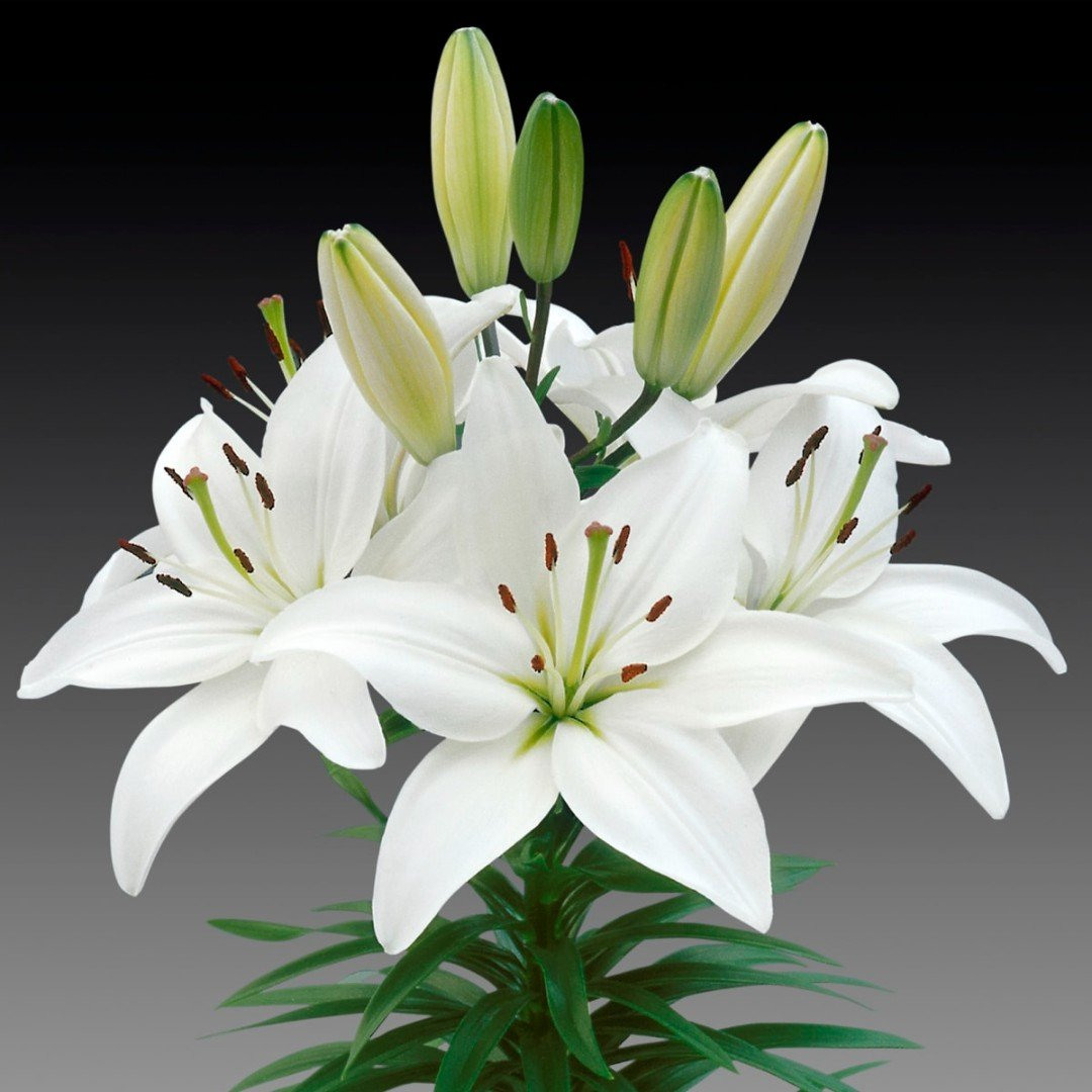 Лилия Lilium Asiatic White 1 12/14