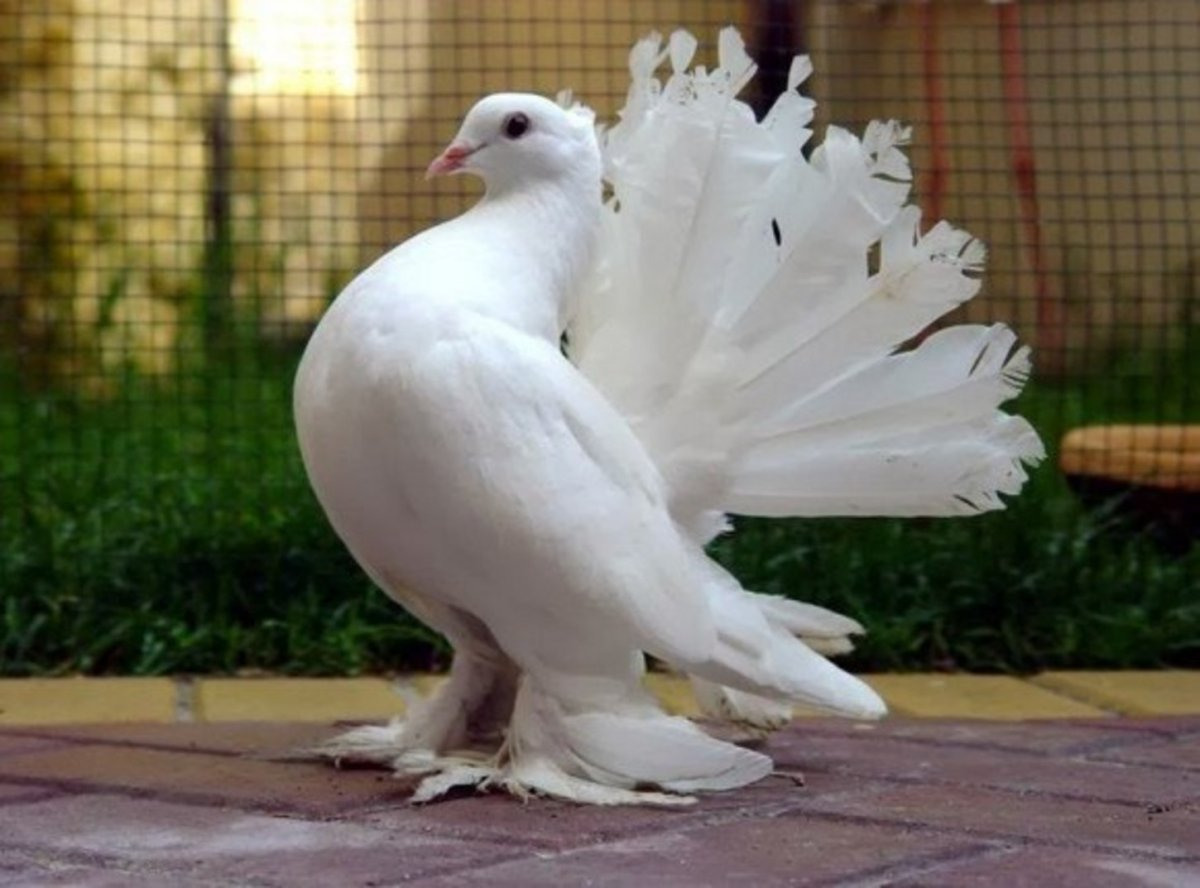 Королевский Павлин голубь