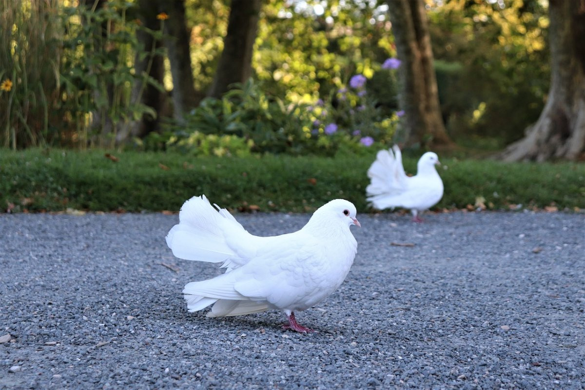 Городские белые голуби