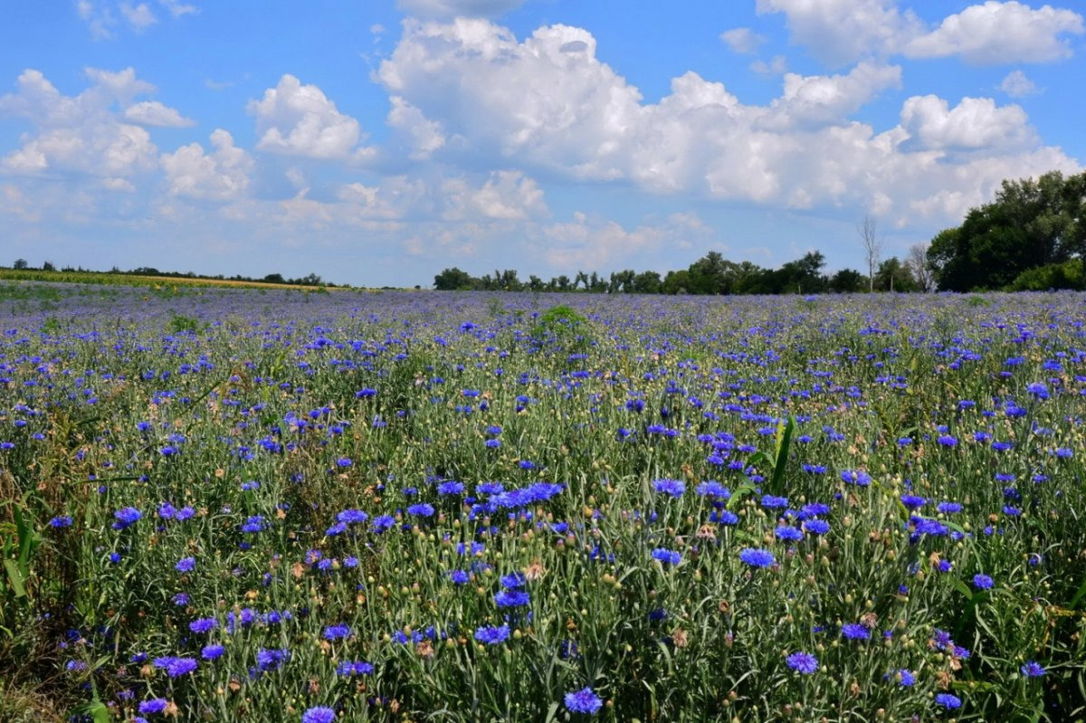 Фото поля с цветами полевыми