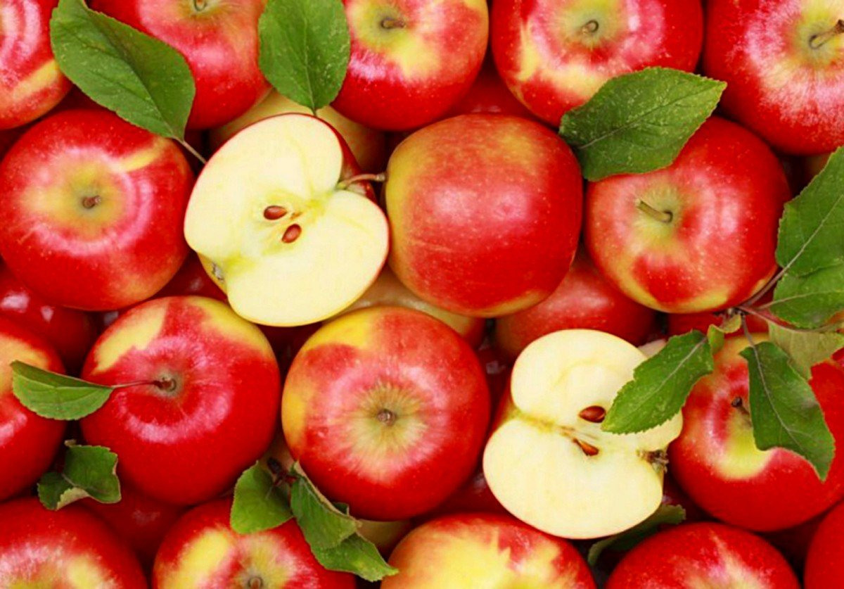 Яблоня с яблоками для презентации