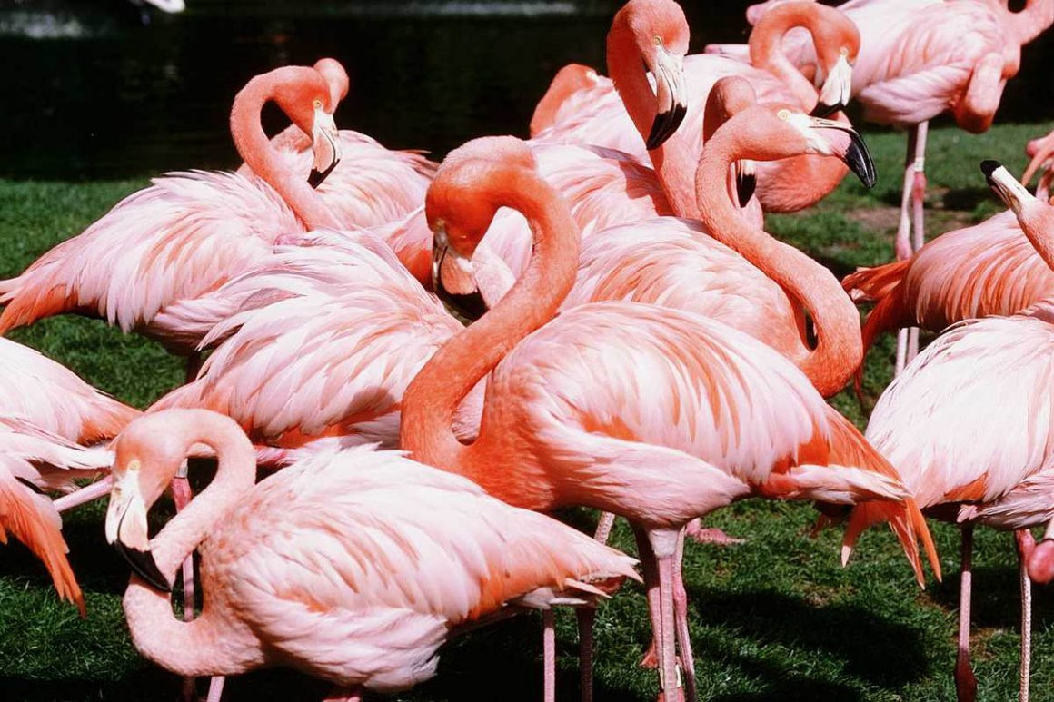 Альбион розовый Фламинго