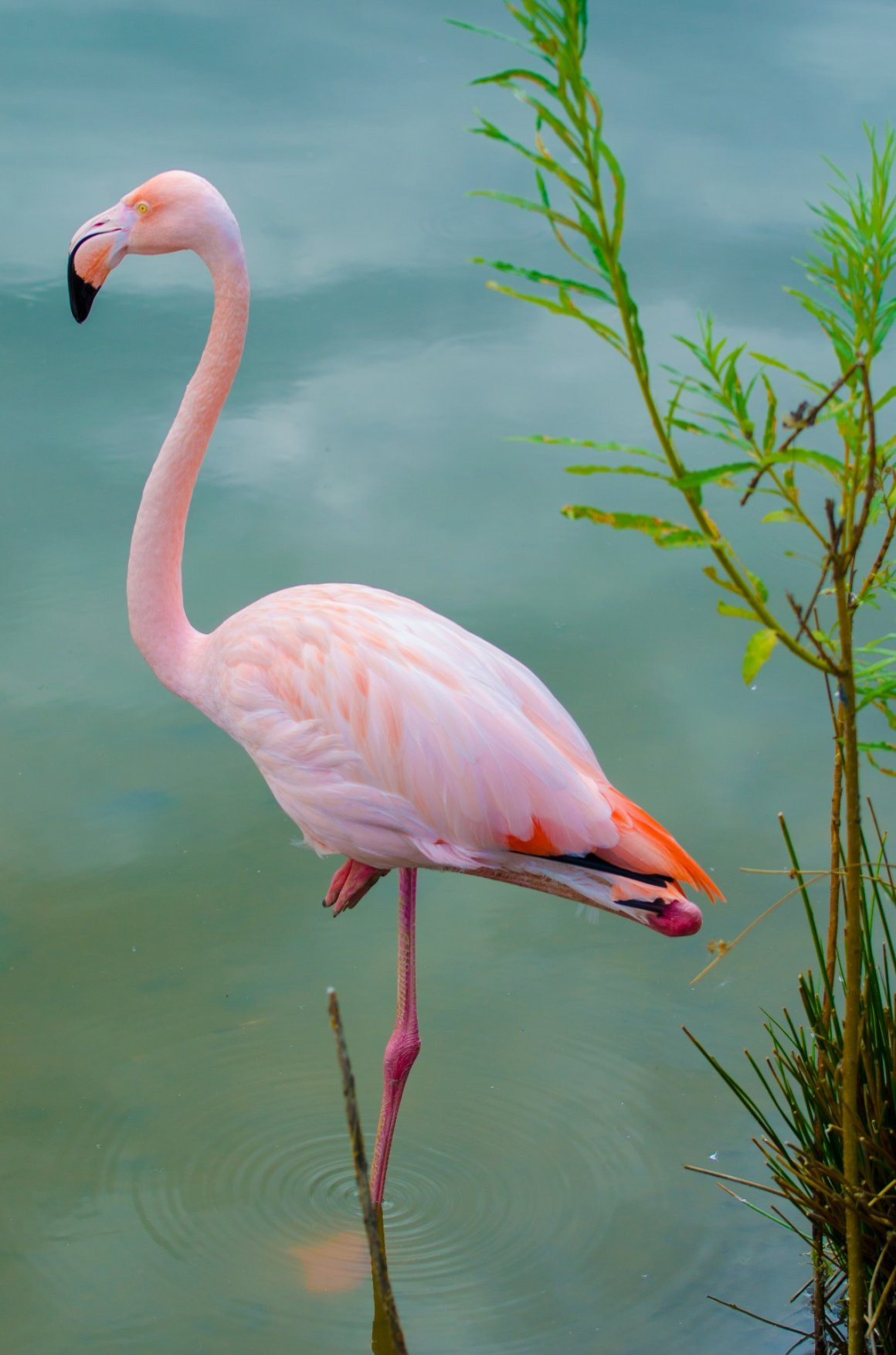 Кукушкин розовый Фламинго