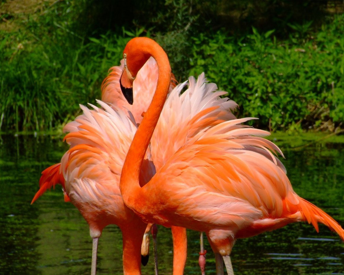 Экзотические птицы Фламинго