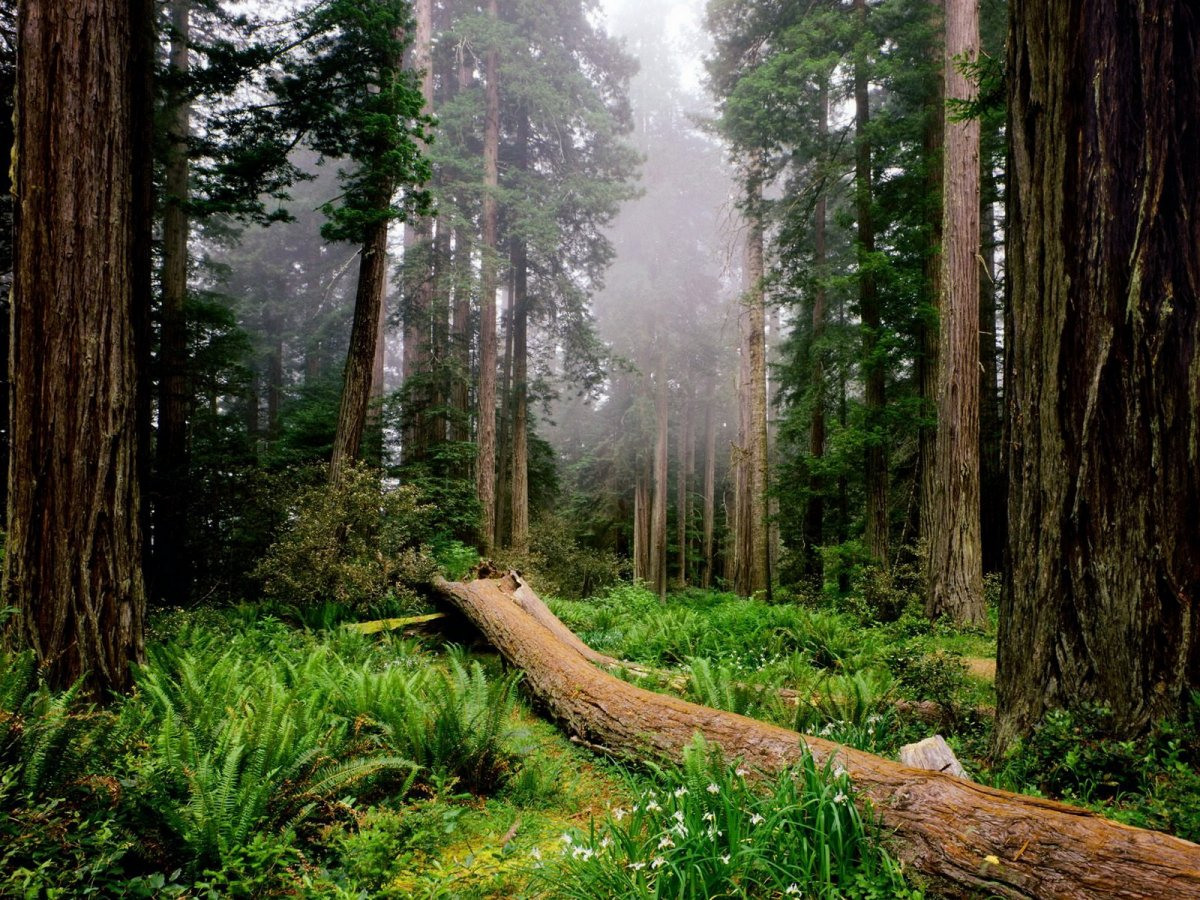 картинки мир леса