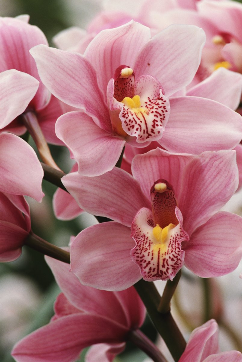 красивые орхидеи фото хорошего качества
