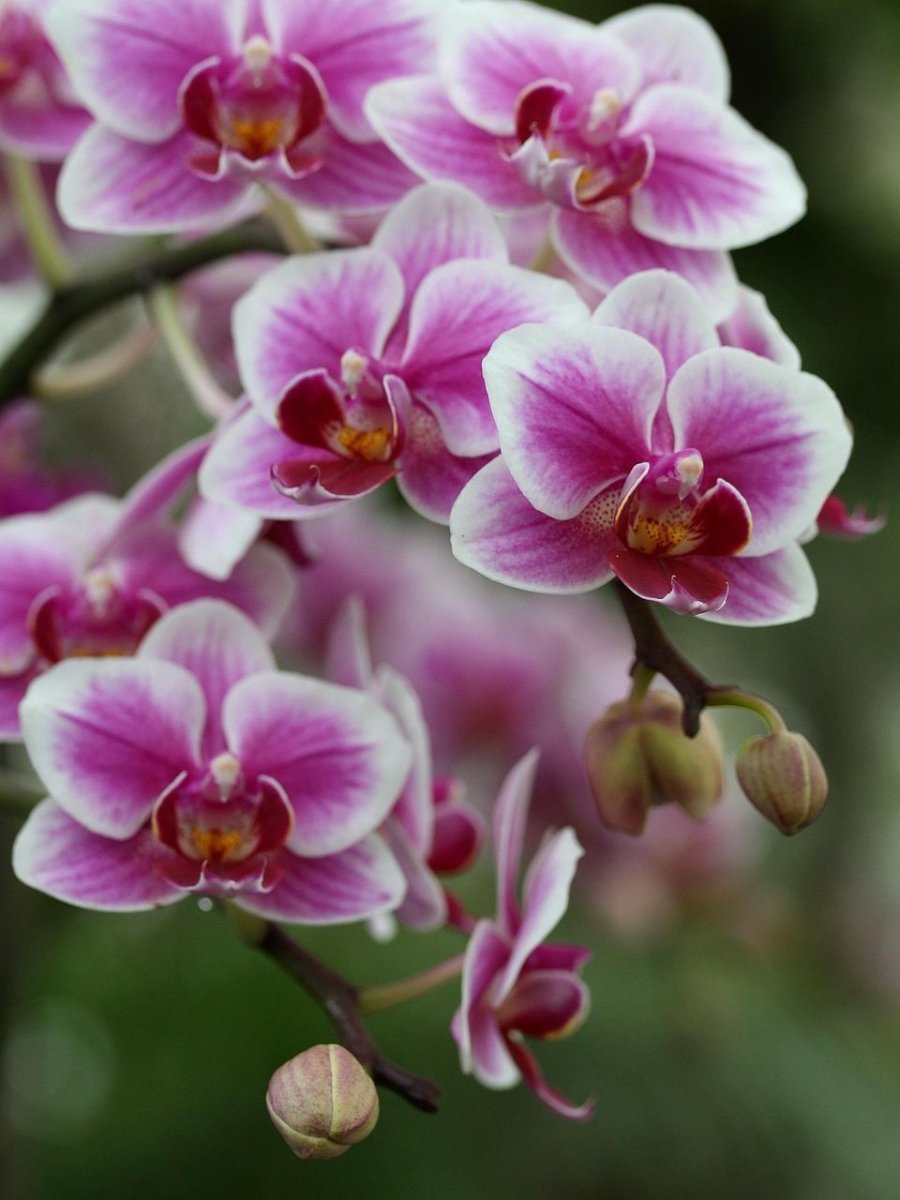 орхидея цветок фото картинки