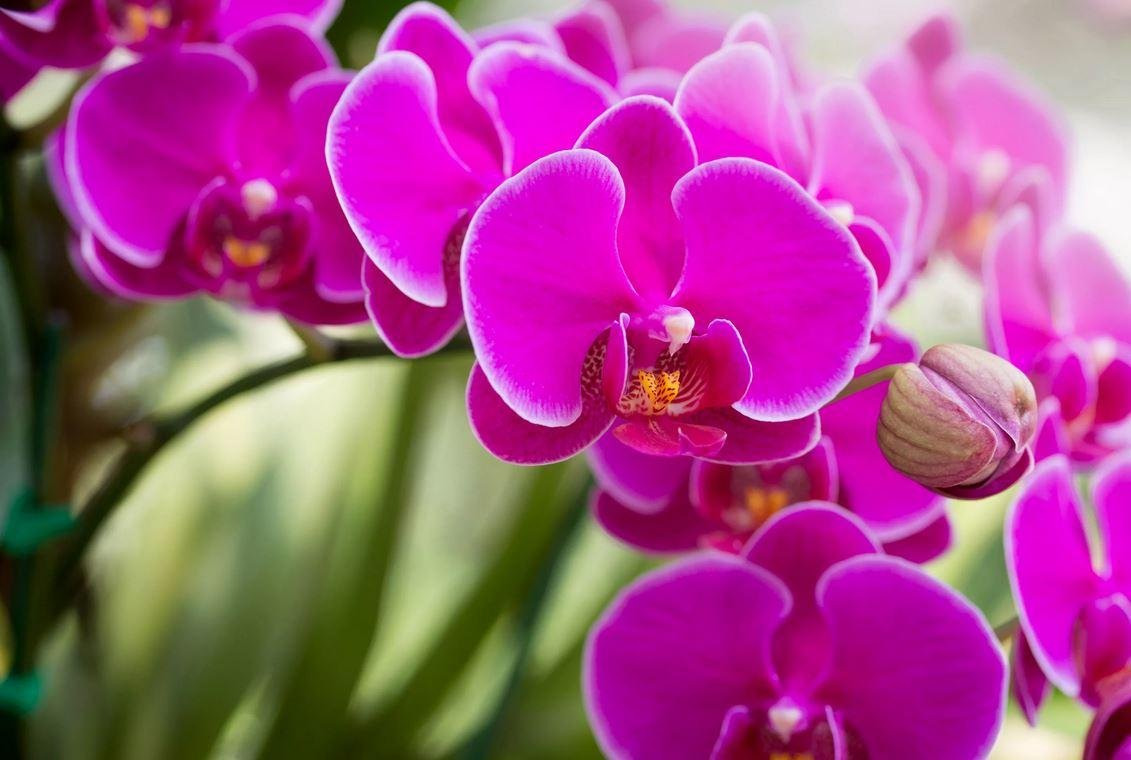 Красивые орхидеи фото хорошего качества