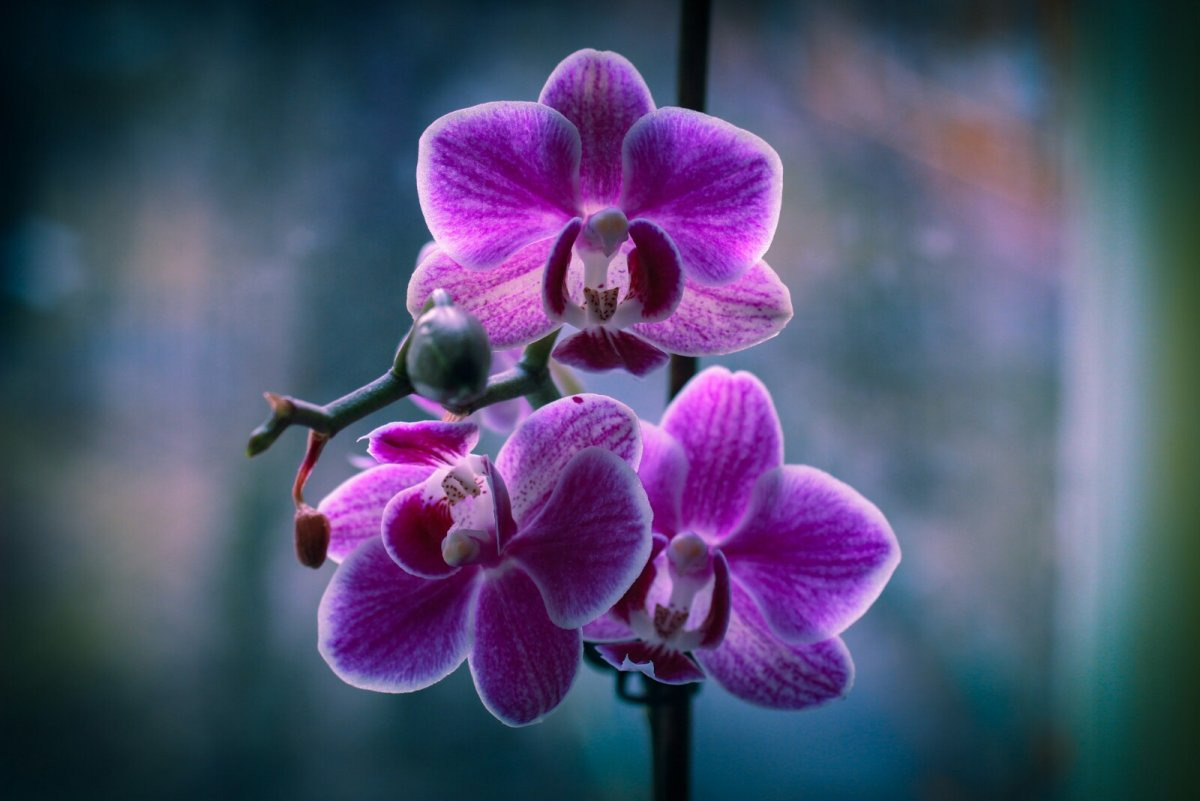 Орхидейные Растения