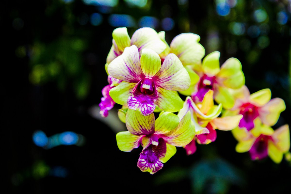 Орхидеи Со Всего Мира