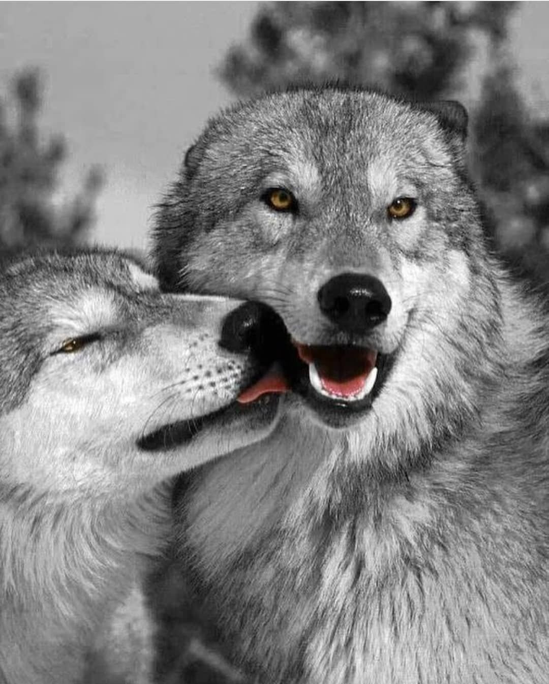 фото волки пара красивые