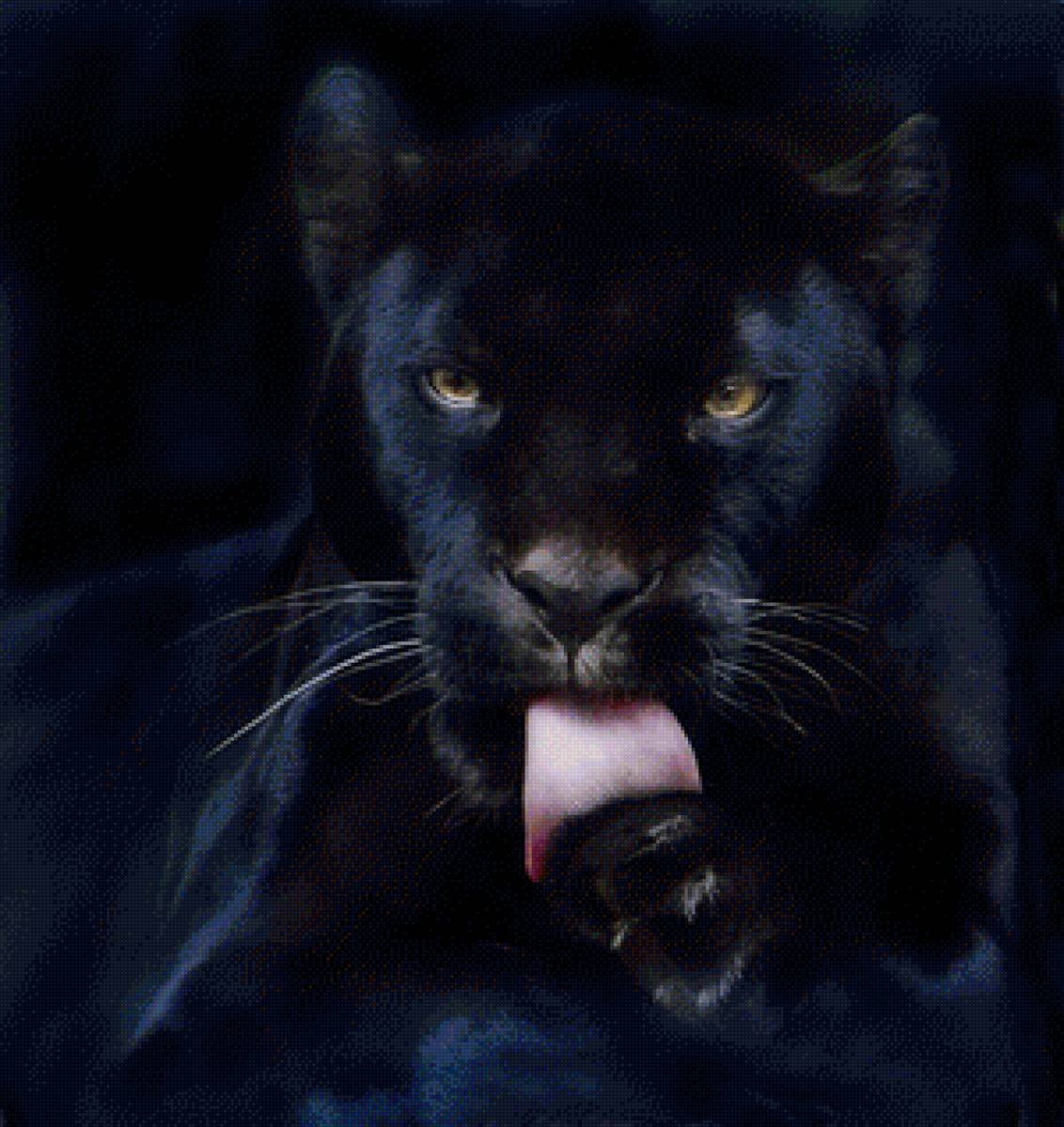 фото пантеры черной красивые