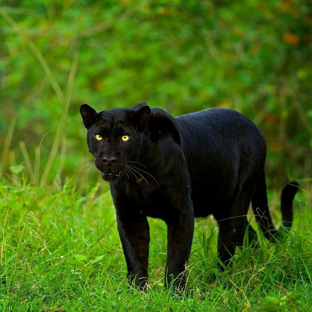 Черная Пантера Кошка
