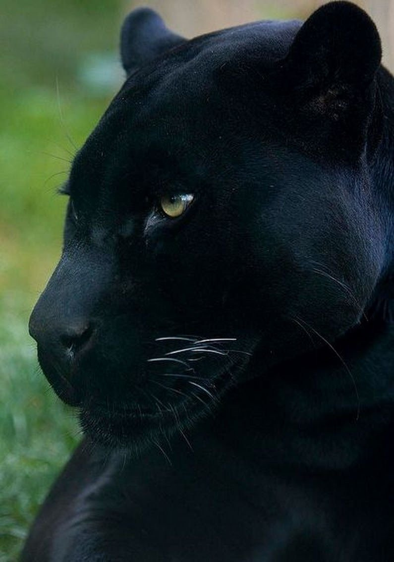 красивое фото черных пантер