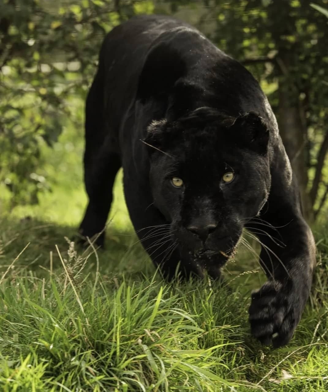 Черная пантера выходит на охоту