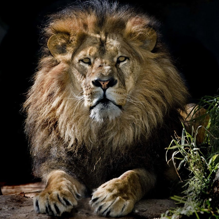 Лев красивый
