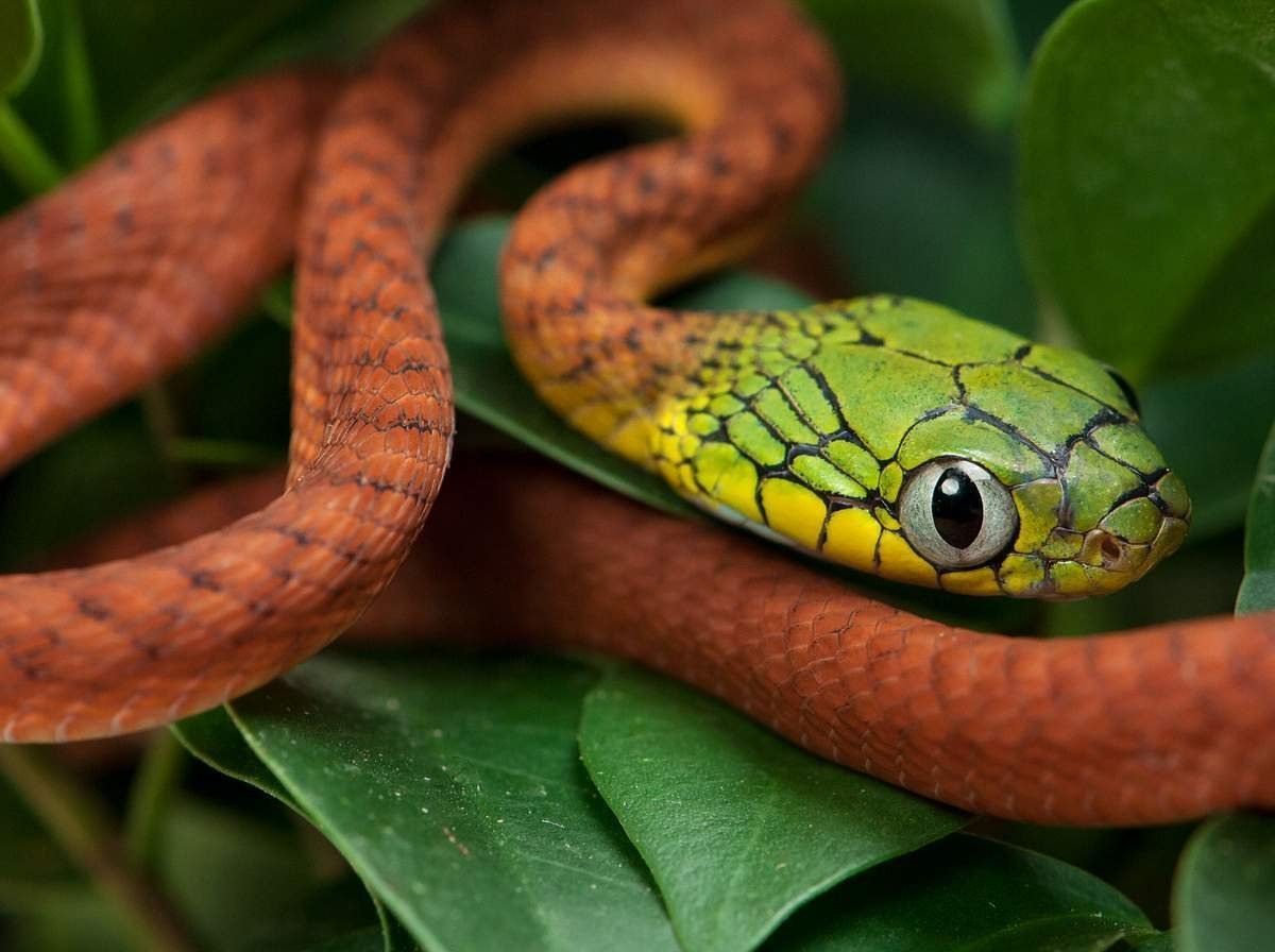 Зеленая бойга змея