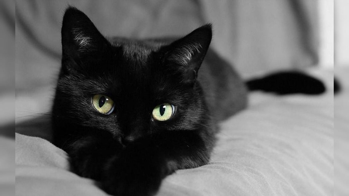Черные коты