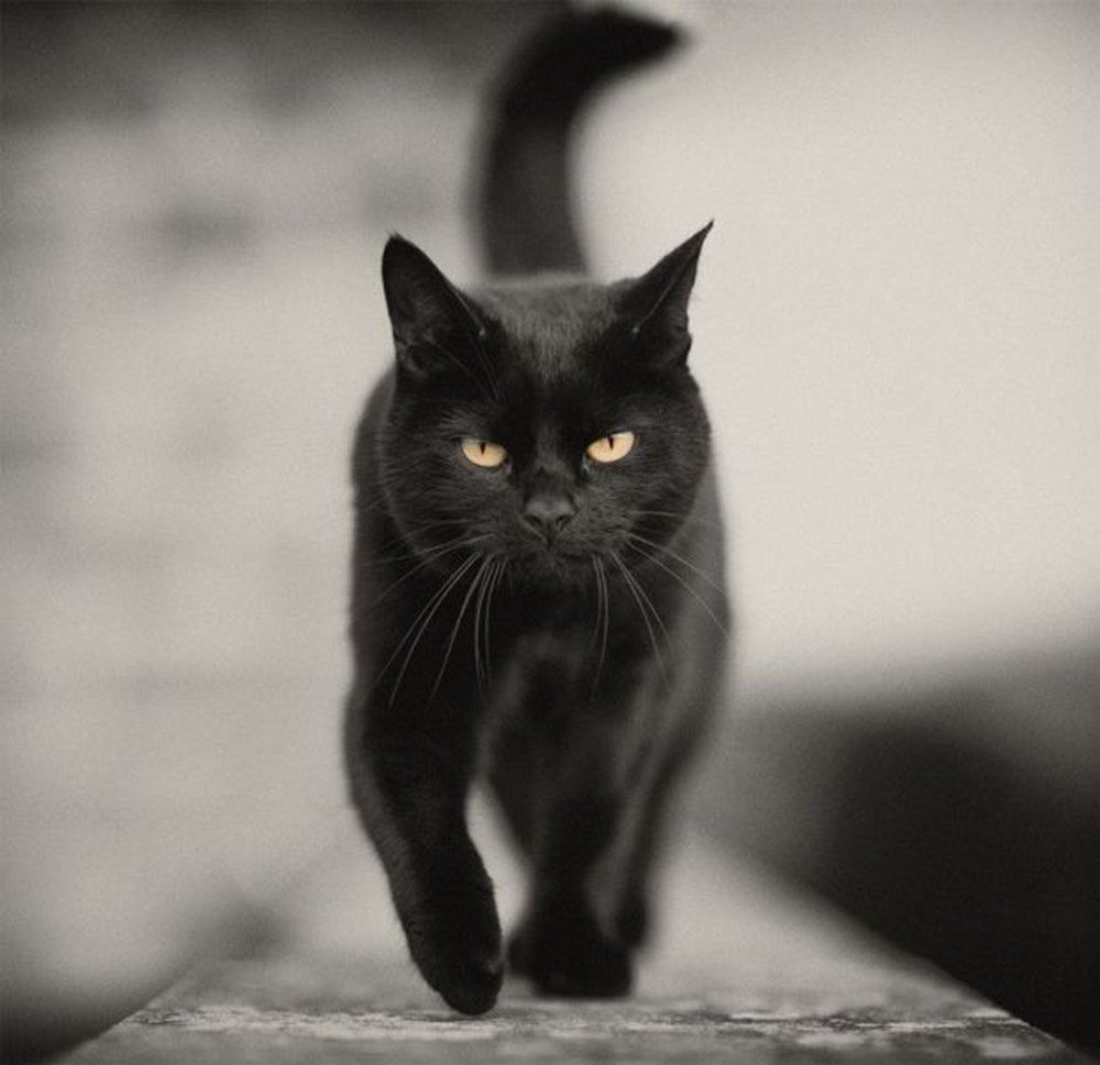 фотографии черных кошек