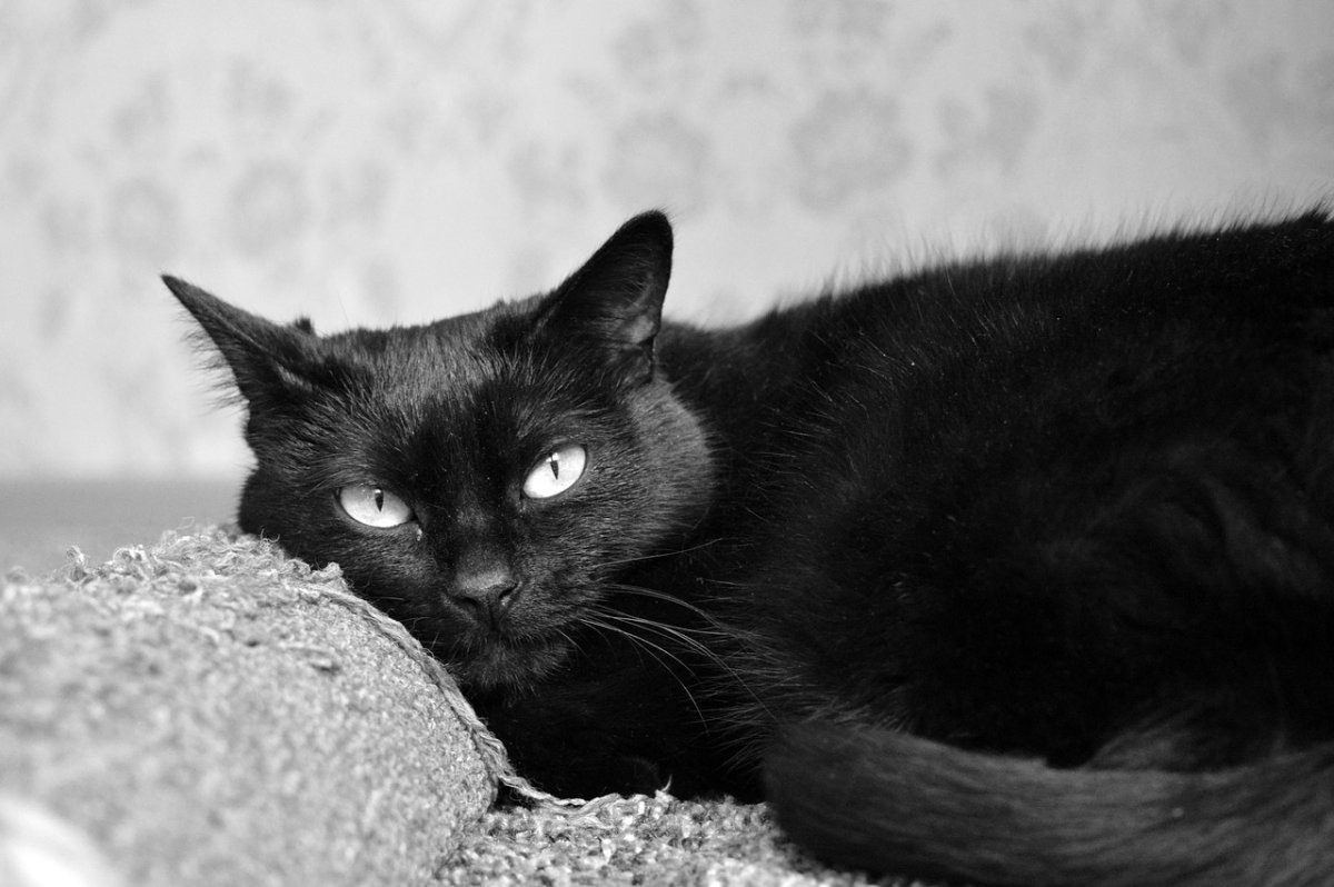 Американская короткошёрстная кошка черная