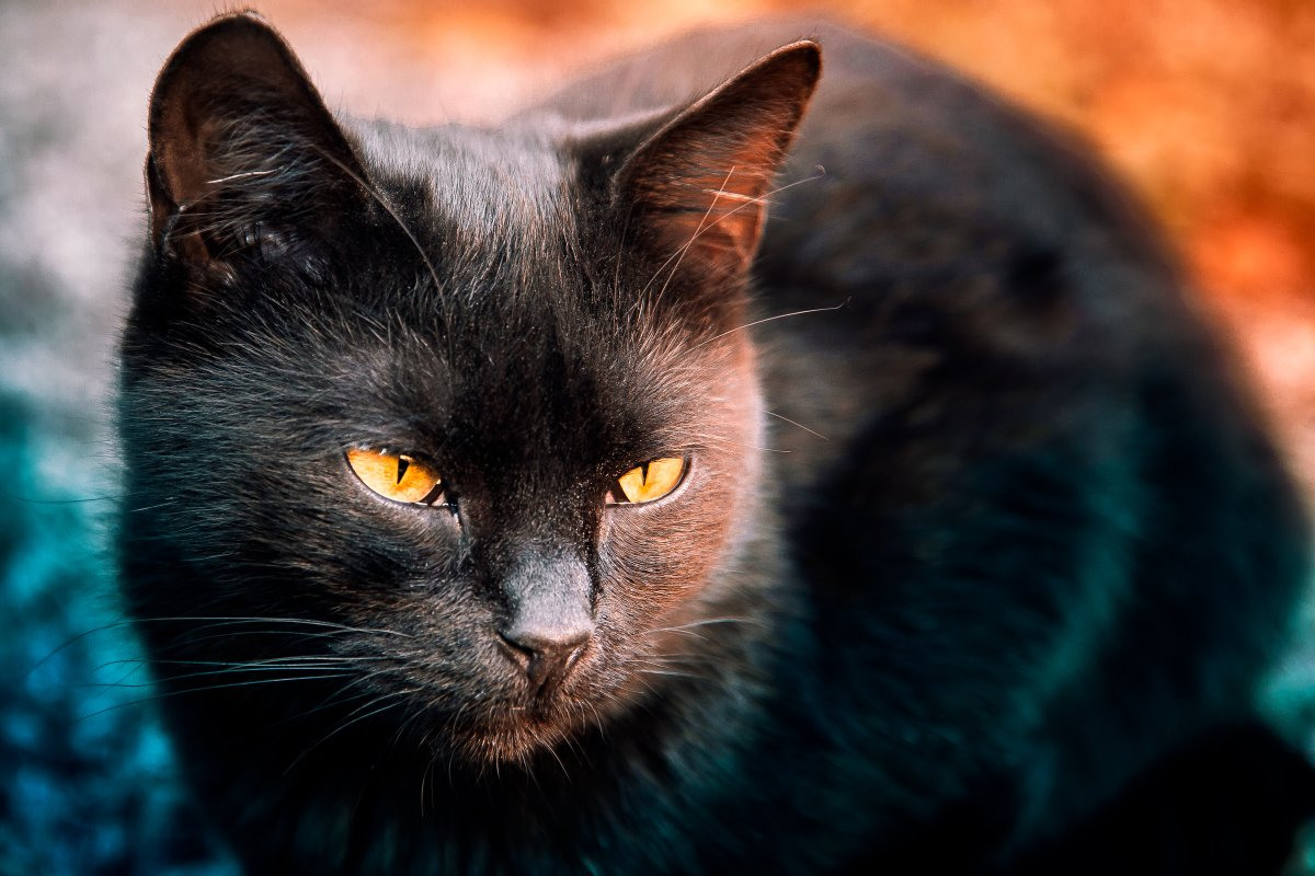 фотографии черных кошек