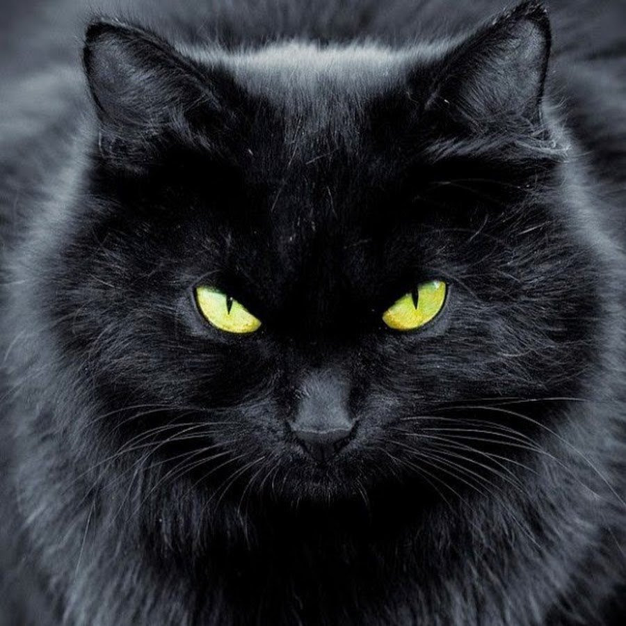 Черные коты