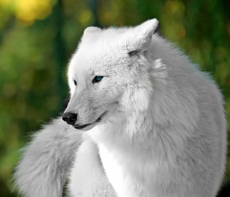 Белая Волчица