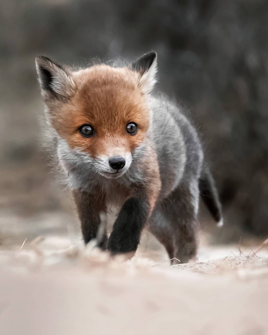 Baby fox фото