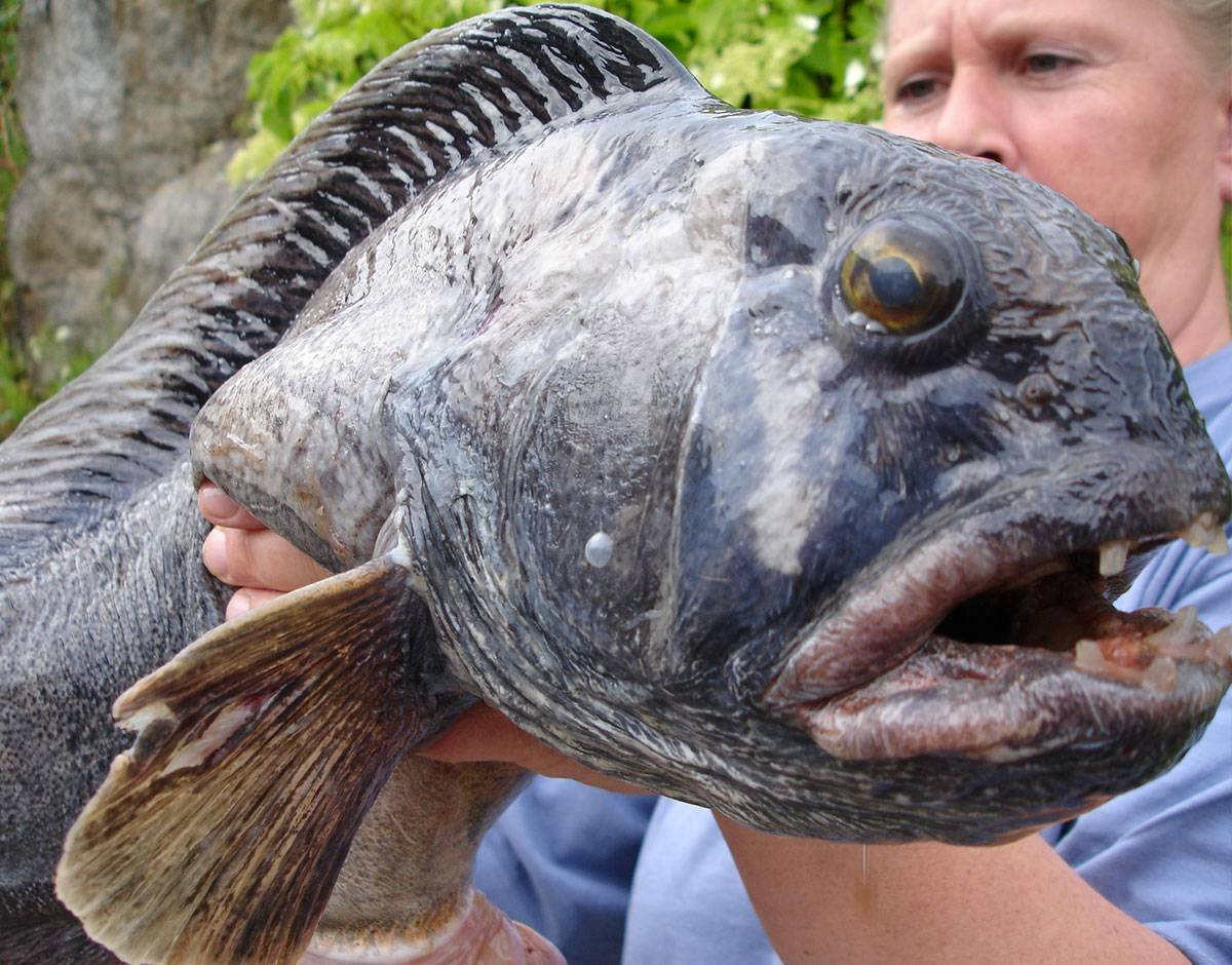 Зубатка пятнистая фото рыбы с головой