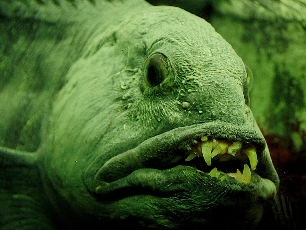 зубатка фото рыбы википедия