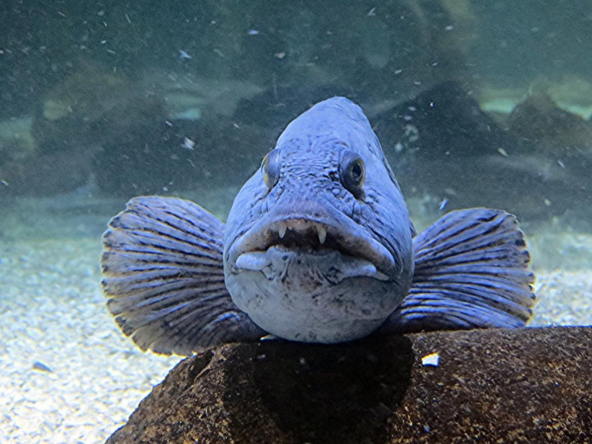 Atlantic Wolffish