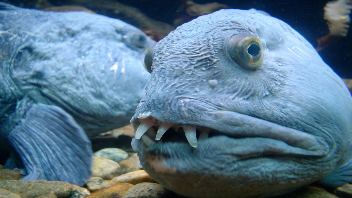 Фото рыбы зубатка синяя с головой