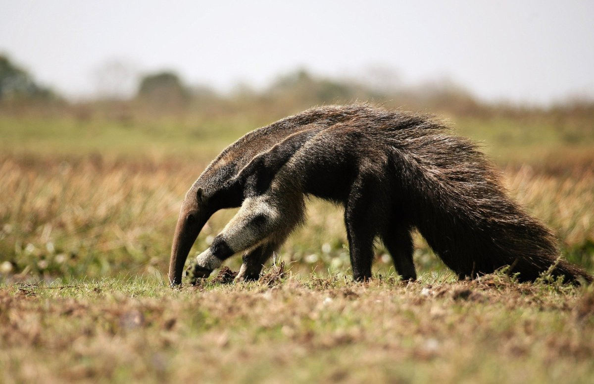 Anteater муравьед