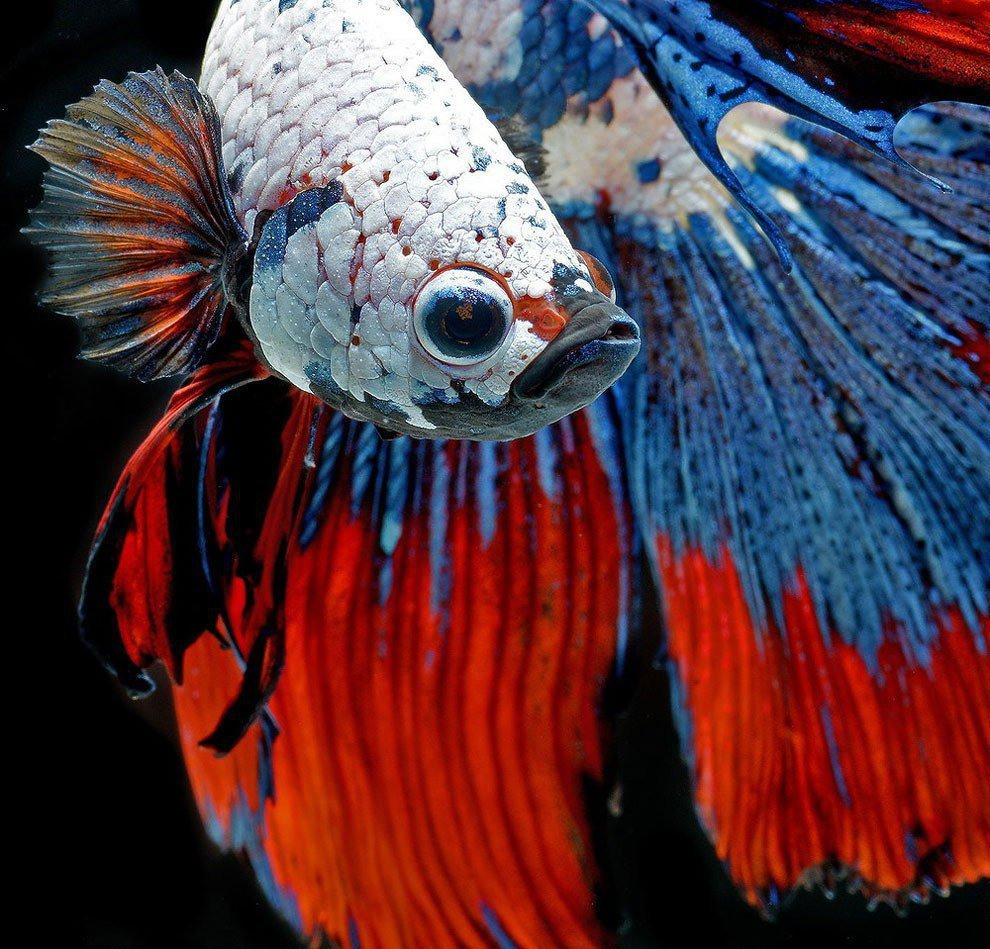 Сиамские бойцовые рыбки