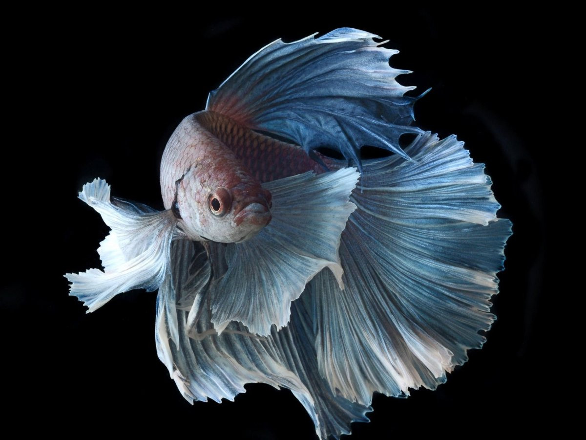 Рыбка петушок фото самые красивые