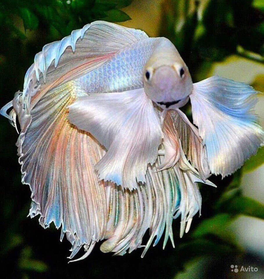 Рыба дикий ангел фото