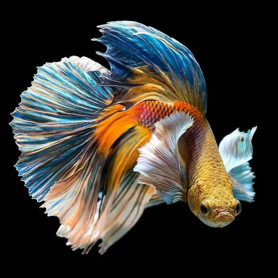 Рыбка золотой петушок фото