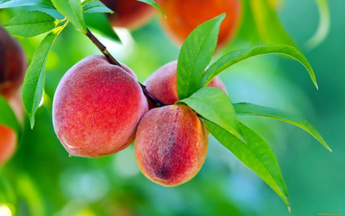 Персик фото плода нектарин