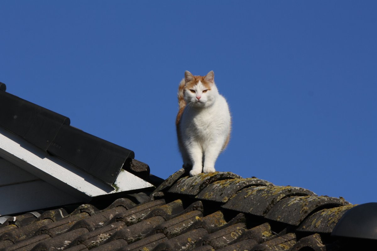 Картинки кот на крыше