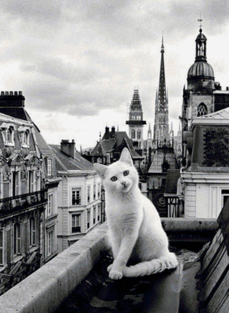 Коты на крыше