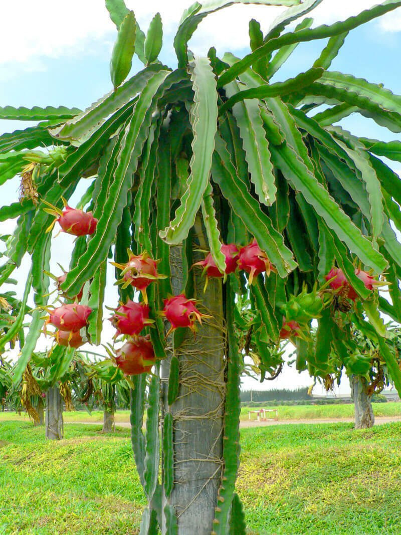 Hylocereus undatus (Гилоцереус, питайя, питахайя)