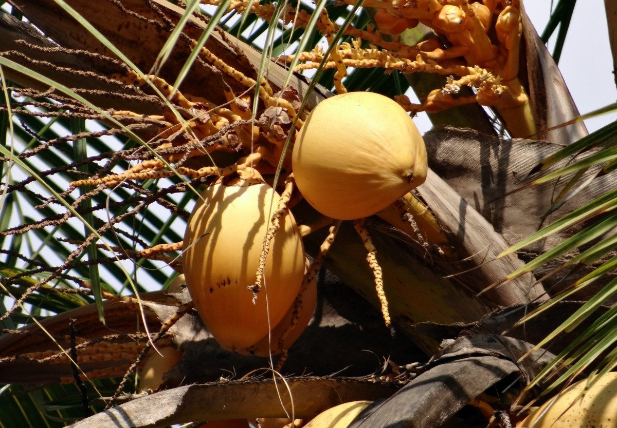 Кокосовая Пальма (Cocos nucifera)