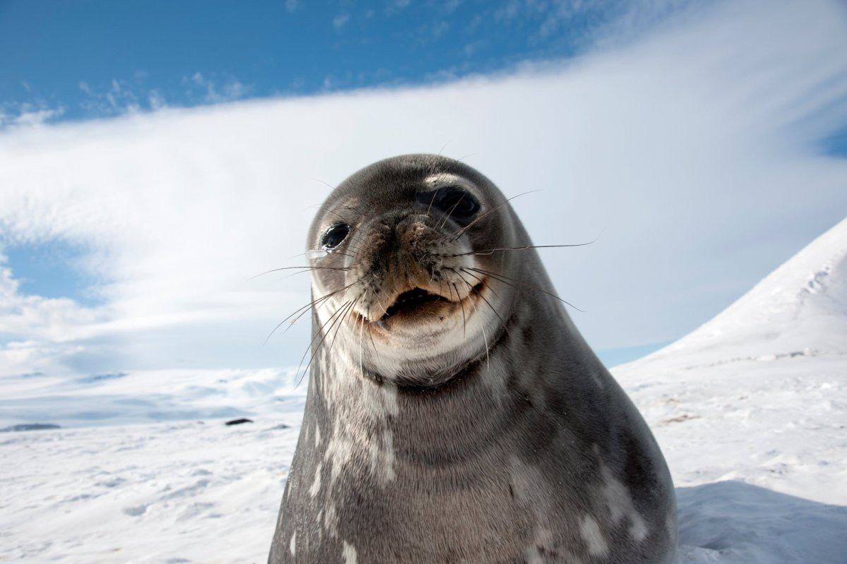 Тюлень фото животного в хорошем качестве