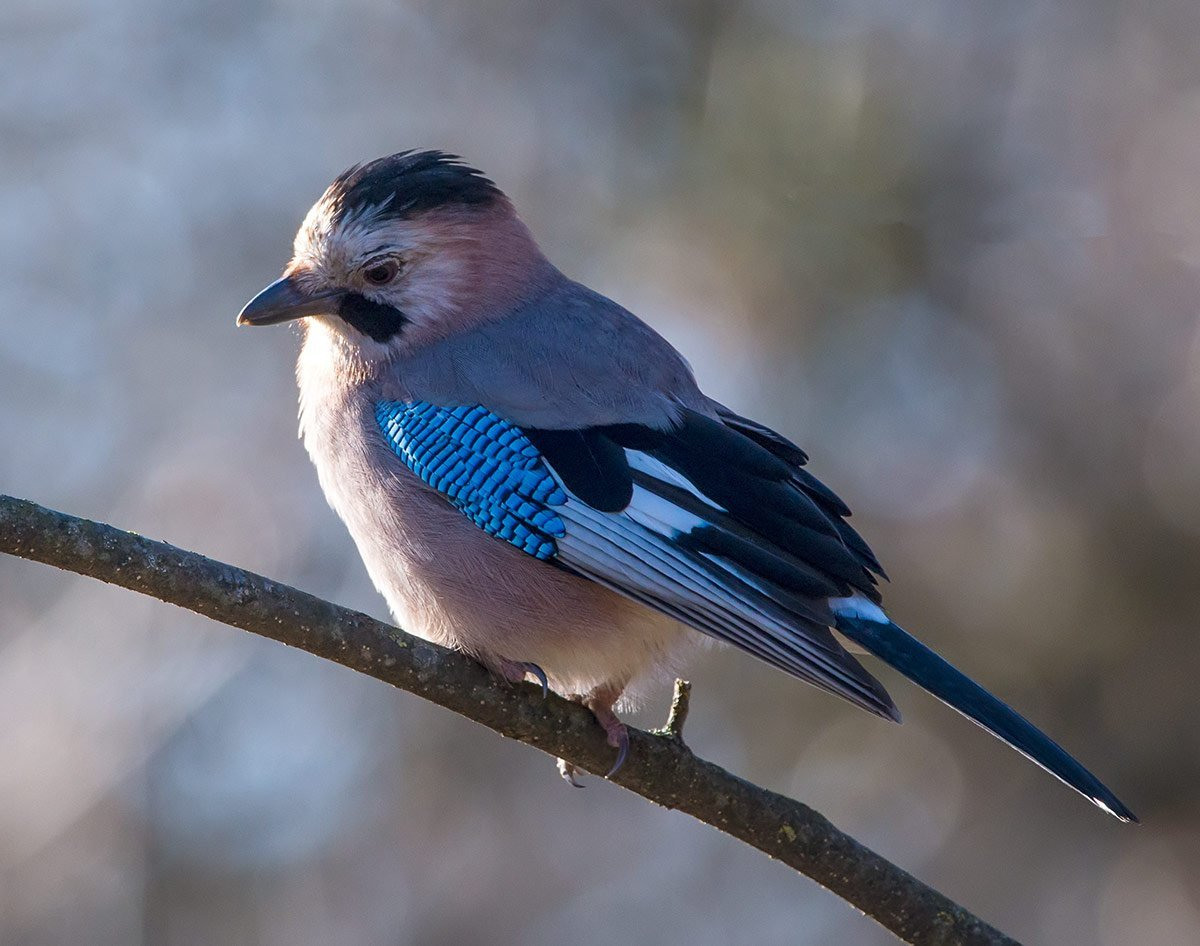 Как выглядят птицы фото. Сойка garrulus glandarius. Птичка европейская Сойка. Сойка Дальневосточная. Птицы Карелии Сойка.