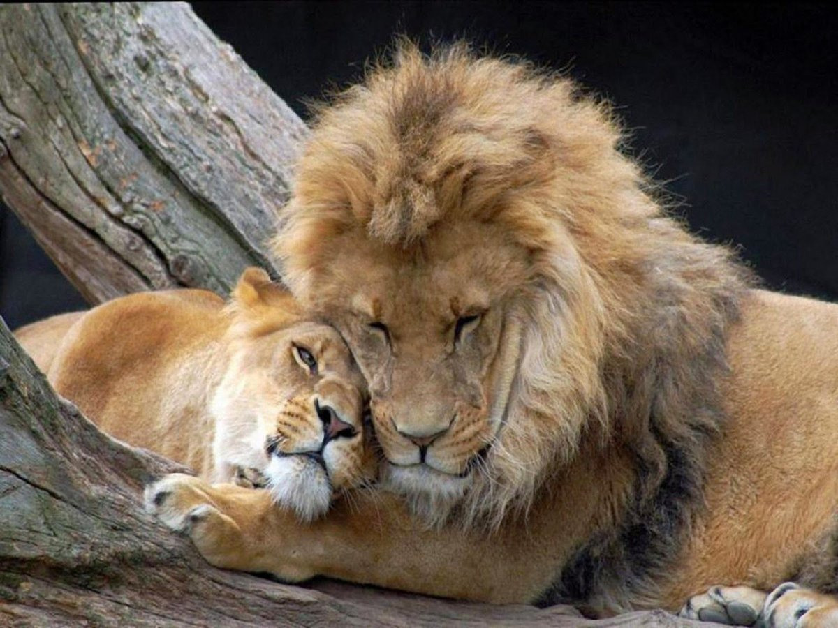 лев и львица любовь фото